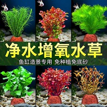 �b�ˮ������ˮ�ݽM���ײ��~���쾰��ˮ���֑��˺��B����ֲ��ˮ��