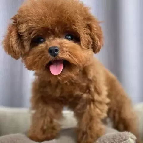 纯种泰迪犬幼犬活体小泰迪狗长不大的泰迪贵宾犬宠物狗活体狗 ¥