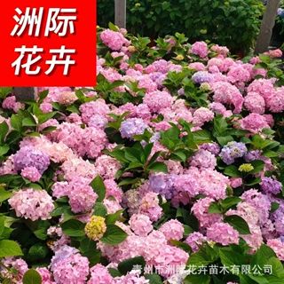 无尽夏绣球 绿化八仙花绣球盆栽  庭院绿化 公园绿化