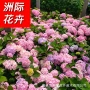 公园绿化庭院盆栽八仙花