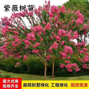 ��ޱ�����������t������ռt�Ϙ�ͥԺ���Ե�����ޱ���ͺ��L������