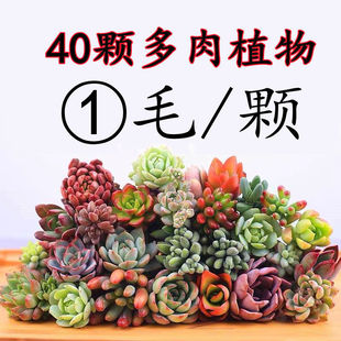 Succulent Succulent Plant Wholesale Combination Potted Office Indoor Novice Succulent Plant Flower Green Plant Bonsai