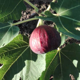 无花果树苗波姬红盆栽地栽带果南北方室内庭院植物