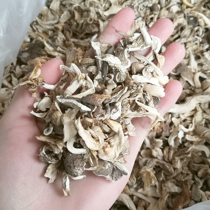 平菇碎片500g大货批发 鲍鱼菇 真姬菇/秀珍菇 酱料馅料打粉提取