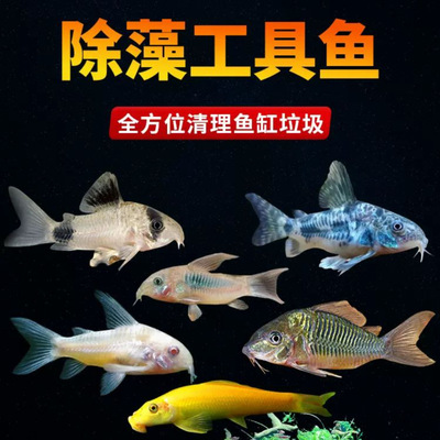 老鼠鱼活体熊猫鼠三间鼠金苔鼠茉莉鼠珍珠鼠鱼清洁鱼热带观赏鱼