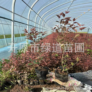 �������ɼt�~��С���½���֦�t�~���|���t�~�����͘���