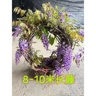 ���ٻ�����8-10�׳��L�������Ե��������e��ͥԺ����ͺ��͟�ֲ��