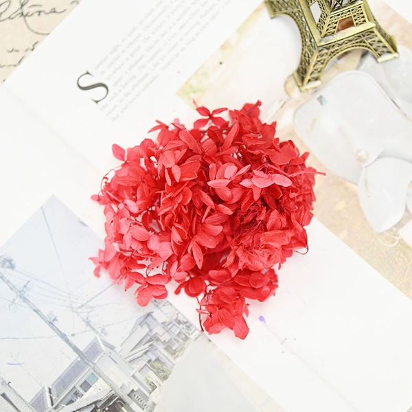 B -level wood hydrangea Chinese red