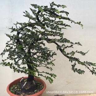 �V�ݻ���ֱ�N����С�~��̴�Ϙ��辰���_�lƱ�S��ֱ�N�҃��^�p��