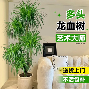 ��Ѫ��͏d�Gֲ���Ͷ��^��횘��Ϙ���������̖�҃��辰���Bֲ��