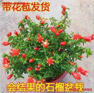 ʯ�������辰�������҃��ļ��_������ֲ������ͥԺ�̨�Gֲ����