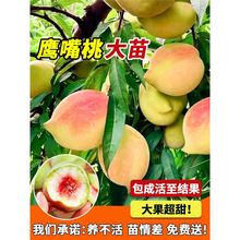 �����Ҙ����Ҙ����V�|�Bƽ�޽��ϱ����Nֲ�S��ˮ���Ҙ䎧���ļ�