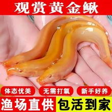 一件代发泥鳅苗淡水观赏鱼缸黄金泥鳅鱼缸清洁鱼练手鱼苗好养包活