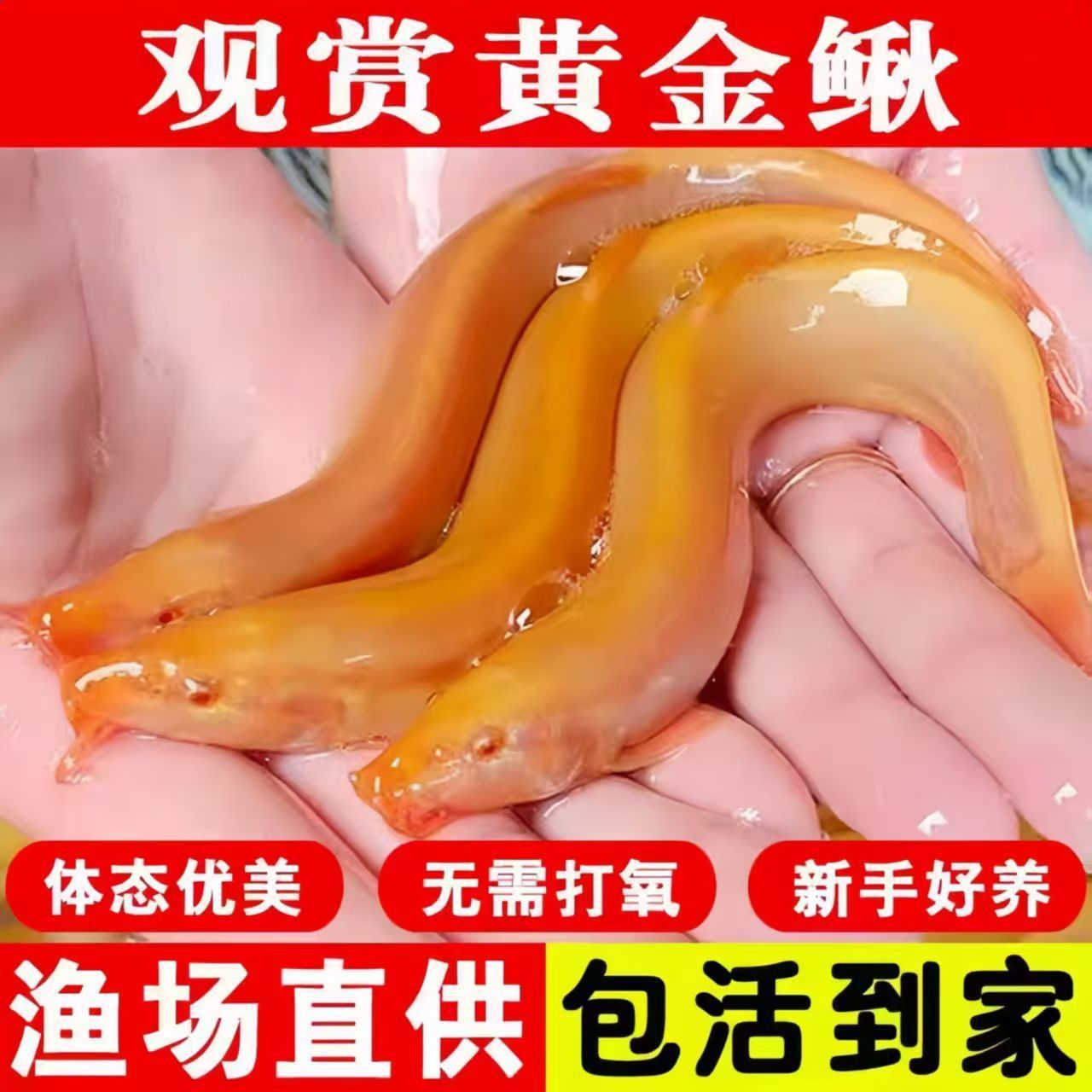 一件代发泥鳅苗淡水观赏鱼缸黄金泥鳅鱼缸清洁鱼练手鱼苗好养包活