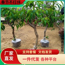 һlҘSˮҶҼtҘϱNֲY