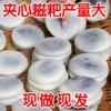 绿豆糯米夹心糍粑红豆糍粑年糕湖南湖北特产绿豆饼传统糕点批发装