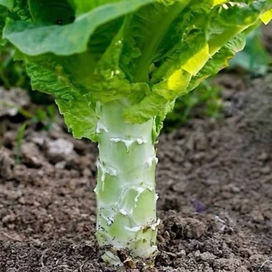 [Four Seasons Lettuce Seeds] Fragrant Lettuce Four Seasons Lettuce Seeds Autumn and Winter Lettuce Seeds