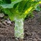 [Four Seasons Lettuce Seeds] Fragrant Lettuce Four Seasons Lettuce Seeds Autumn and Winter Lettuce Seeds