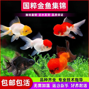 ���~�^�p�~���~���B�ͻ�С���~�m�۵�β�Q피t���{�\���t���~��