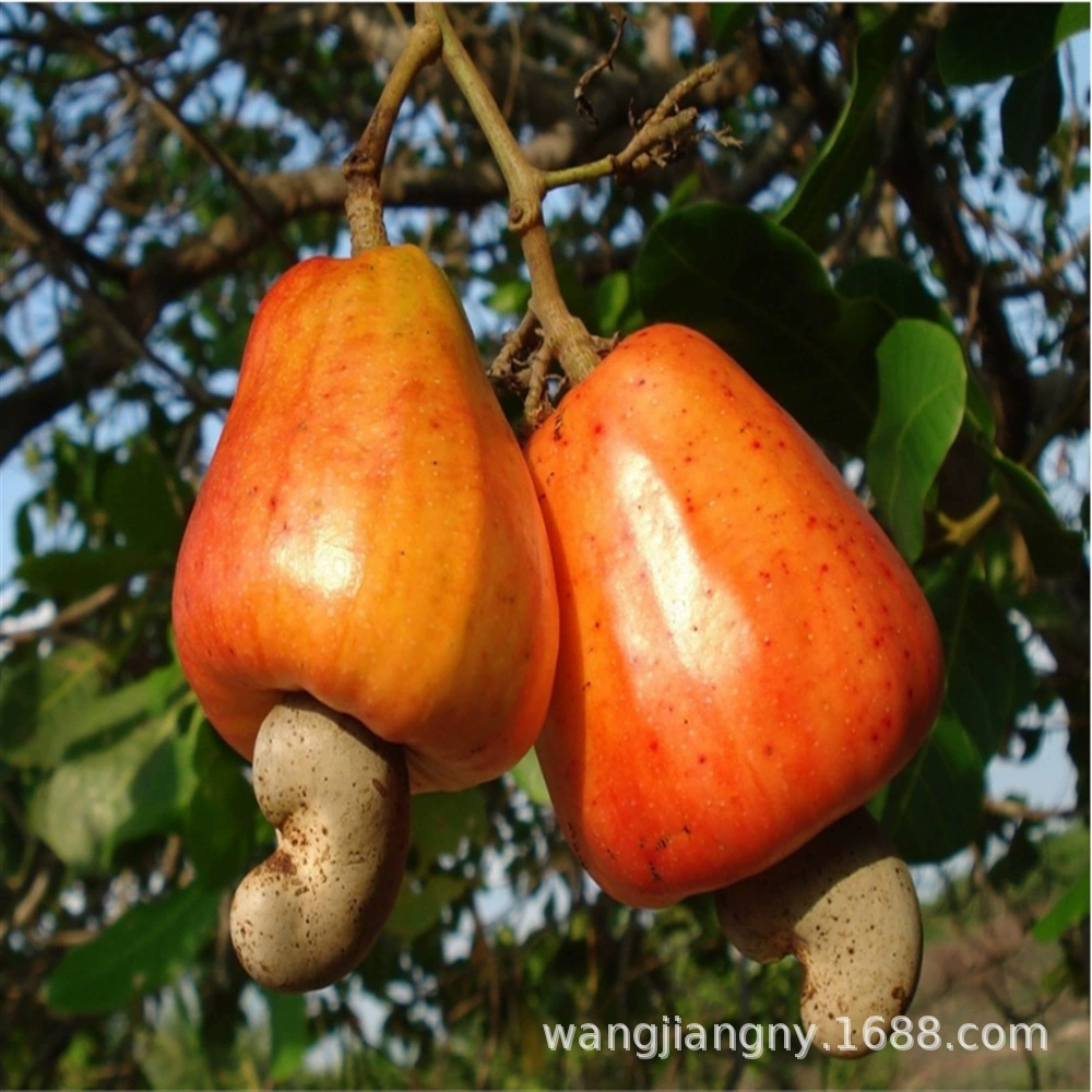 Саженцы деревьев кешью, посаженные в землю, саженцы в горшках в результате этого года высаживают на юге и севере саженцы плодов куриной филе