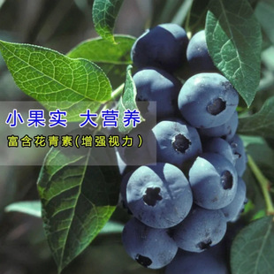 Blueberry Seedling Potted Blueberry Tree Fruit Seedling Planting in North and South with Fruit Black Pearl Blueberry Seedling Tree Rabbit Eyes Extra Large