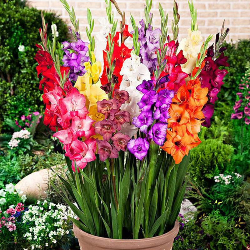 批发剑兰种球 唐菖蒲花苗种子球根 庭院美化花期长当年开花