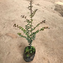 小叶紫檀树苗正宗植物苗名贵苗木台湾盆栽观赏植物基地直销速卖通