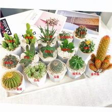 ����������������ֲ�ﻨ�ܰ칫���������ֲ���辰���������ֲ��