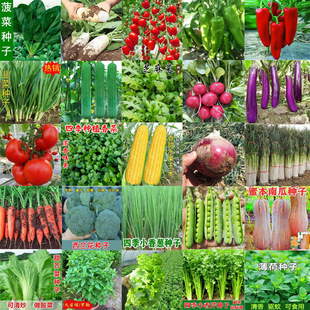 ���羳��̹�؛���߲˷N���ļ����N�̨�r��ͥԺ�������˲��˾²�