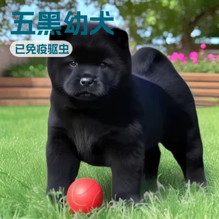 纯种五黑幼犬活体狗狗护卫犬幼崽小狗中型宠物狗活物工作犬伴侣犬