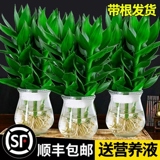 富贵竹水培植物观音竹带根室内盆栽花卉绿植绿萝转竹子客厅水养