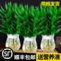 植物水养水培盆栽观音竹