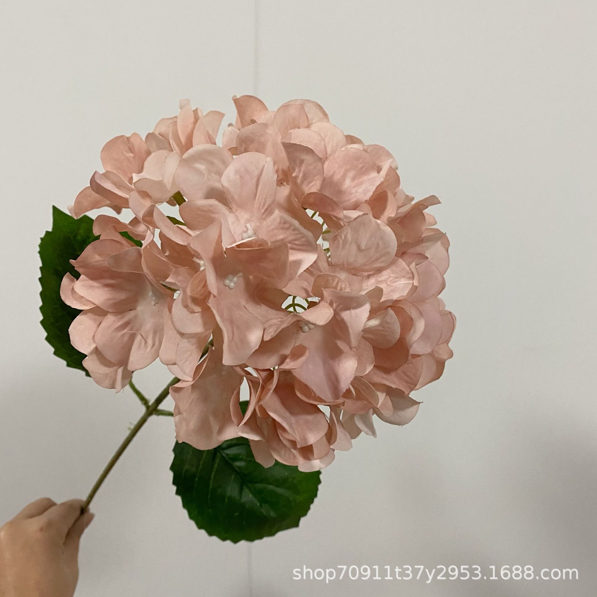 콩 핑크