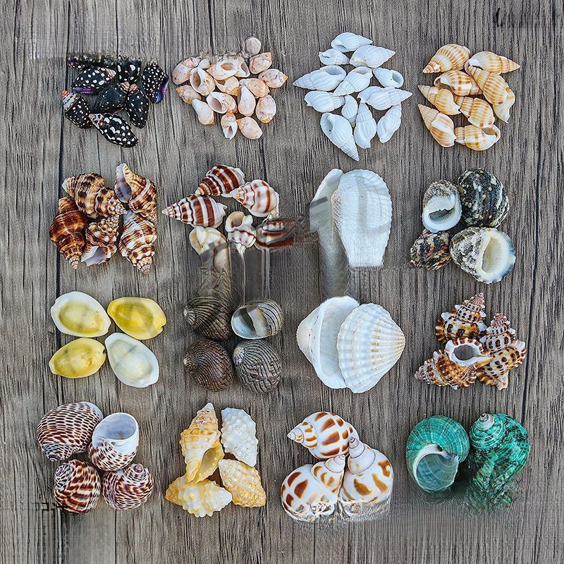 Natural Conch Shells Sold by the Pound, Small Starfish, Hermit Crab Replacement Shells, Fish Tank Landscaping, Drift Bottles, Handmade Painting Materials Natural Conch Shells Sold by the Pound, Small Starfish, Hermit Crab Replacement Shells, Fish Tank Landscaping, Drift Bottles, Handmade Painting Materials