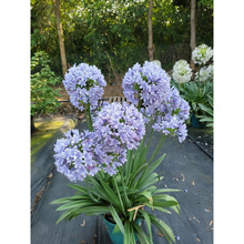 �ͺ�����ɏ����������͟��ļ��Nֲ�{ɫ�ɻ�ֲ���̨ͥԺ���Ի���