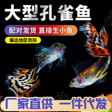 ��ȸ�~���~�Ꭷ�^�p�~���wС�~�~�׵�ˮ��ˮ���B�ͻ���R�~���Pβ