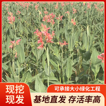 �S���¿���ش������l���~�S���t���ۻ����~ˮ�����˽�ˮ��ֲ��