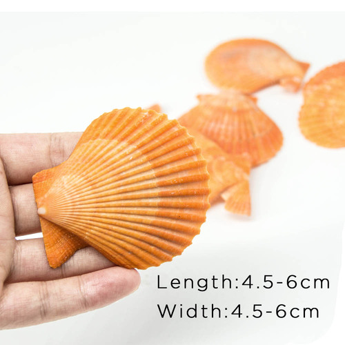 Yellow scallop wedding wall stickers landscape decoration aquatic floor shell wind chime shell conch ornaments shell material