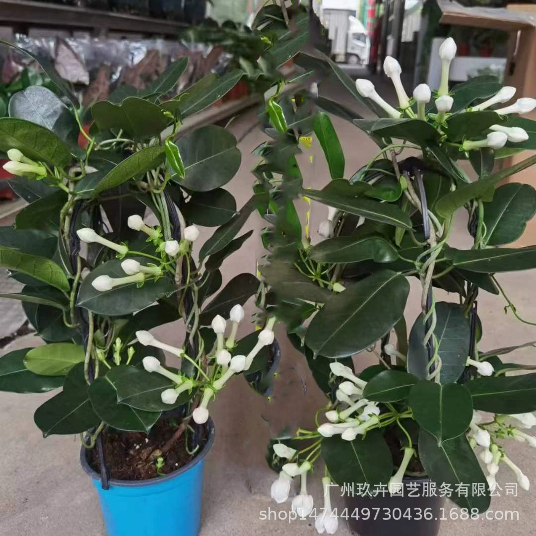 Мадагаскар Жасмин Комнатные горшечные вьющиеся растения Цветы Белые под открытым небом Культивационная база Прямые продажи