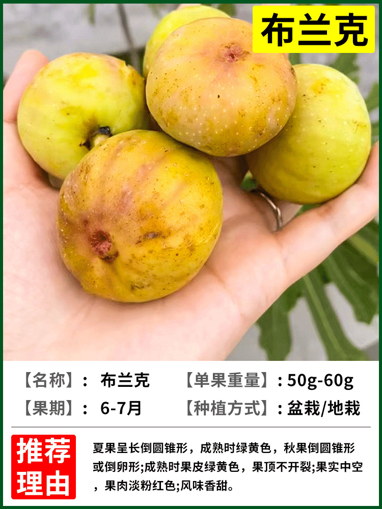 블랑 6년생 모종 + 특수비료 [흙과 잎이 있는 나무 1그루]