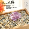 Gem Lotus Velvet Purple (excluding pots)