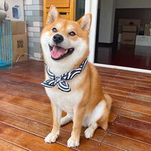 宠物口水巾狗狗三角巾柴犬法斗围脖金毛领巾猫咪大中小型犬围巾萌