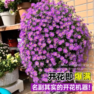 ��С�����Ի���Сľ�Ȼ���ֲ��ջ����҃��̨���B�ļ��_��������