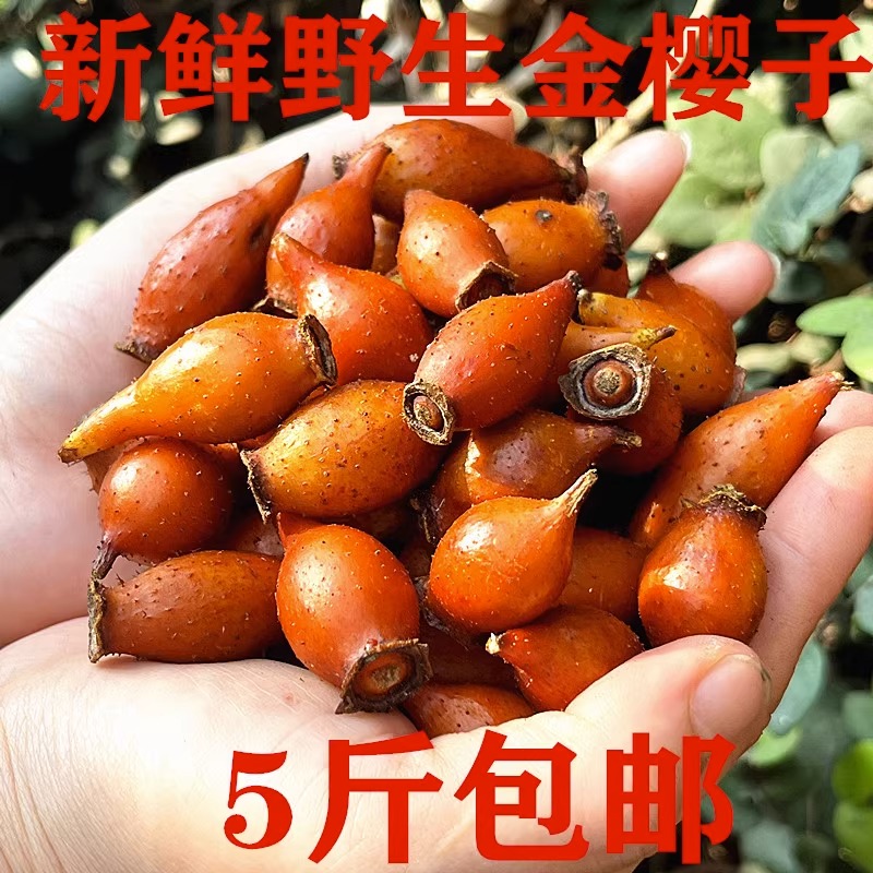 金樱子野生新鲜现摘刺梨干果成熟果材男性泡酒材料金英子