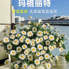 �������ؾջ����Զ༾�_����ֲ���҃Ȼ��玧���Gֲ�̨ͥԺ���B��