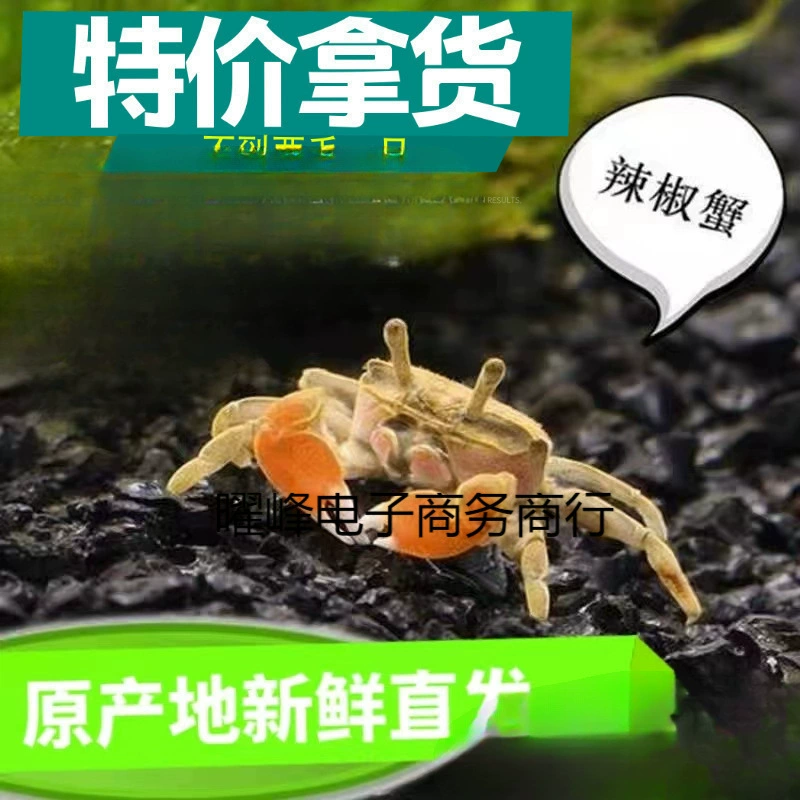 Краб чили, маленький краб, краб-скитальец, товары для ларьков, краб, черепаха, краб, декоративные рыбы, общий краб, живое животное