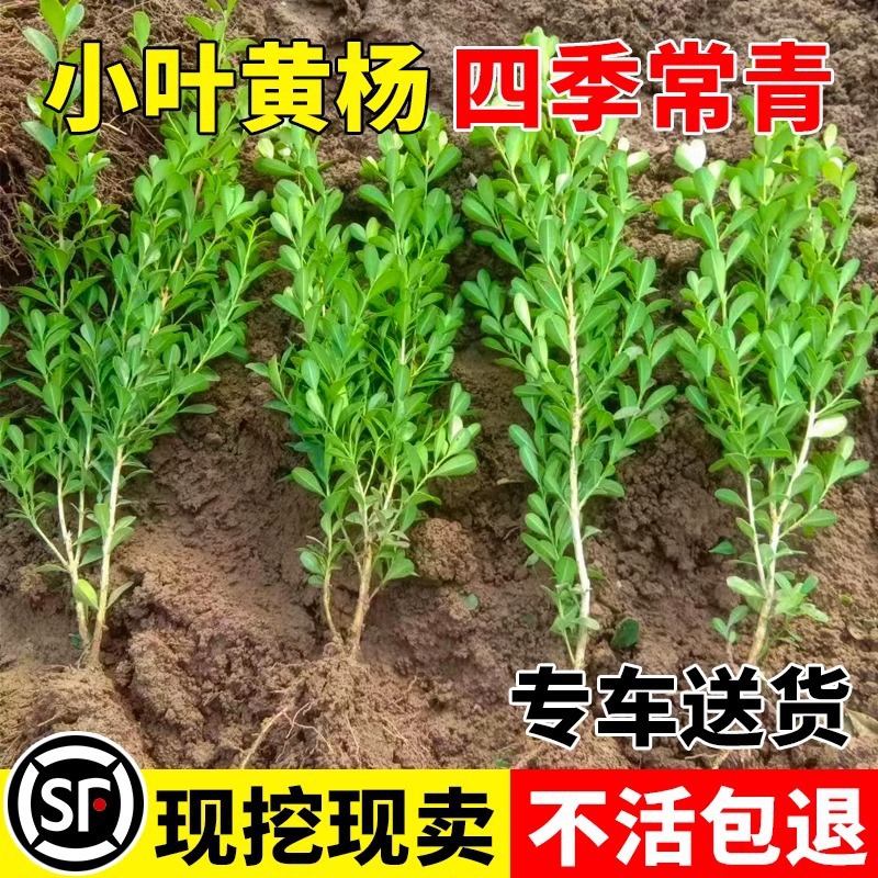 小叶黄杨树苗基地绿化苗木冬青围墙篱笆植物北海道黄杨庭院造型树