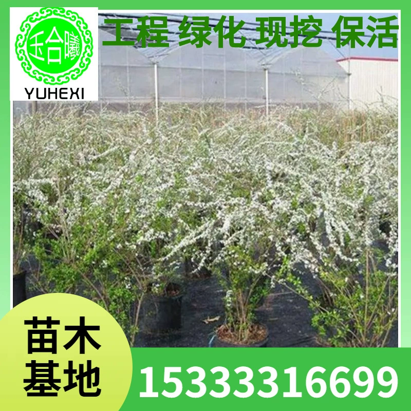 Оптовая база для горшечных снежинок, снежной ивы, саженцев для озеленения дворов и вилл, декоративных цветочных растений.