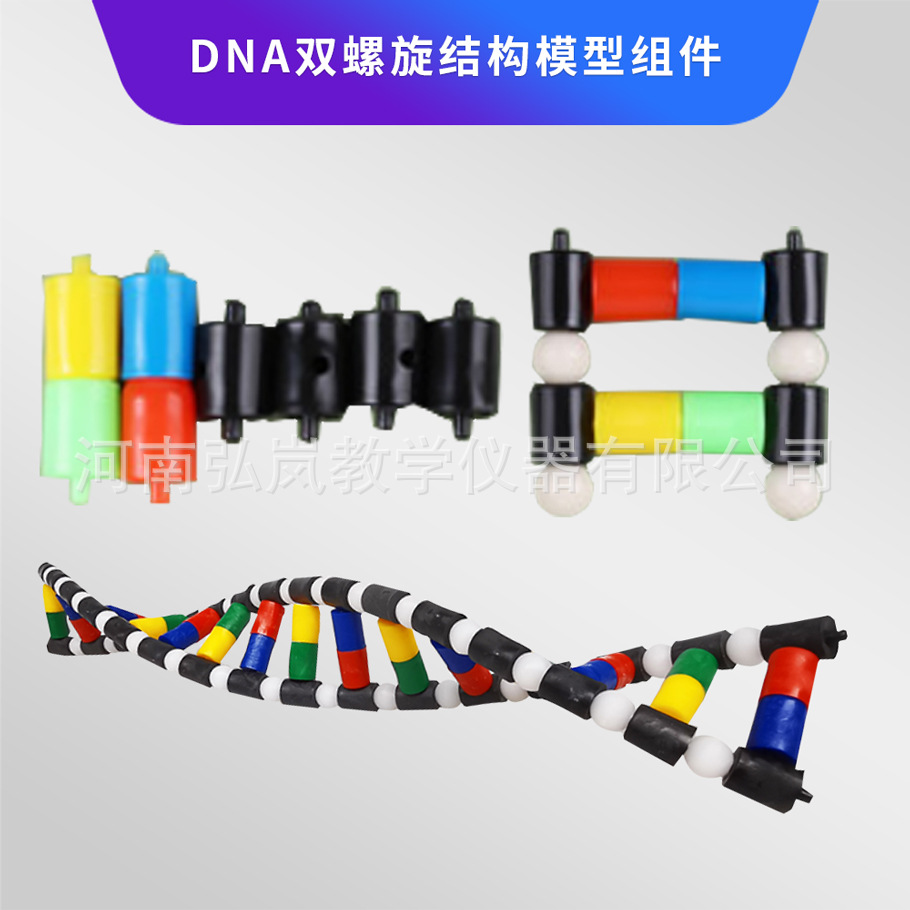 双螺旋结构模型组件4