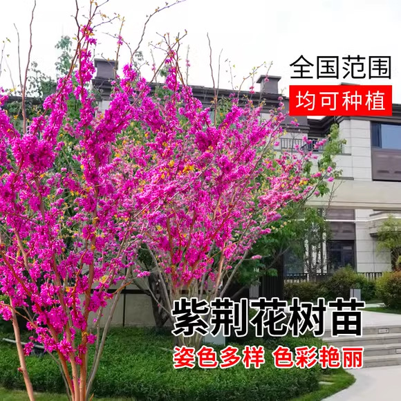 高杆紫荆树苗庭院大型耐寒绿化观赏风景树小苗盆栽丛林生紫荆花苗